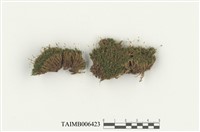 藏品(狗牙苔屬)的圖片